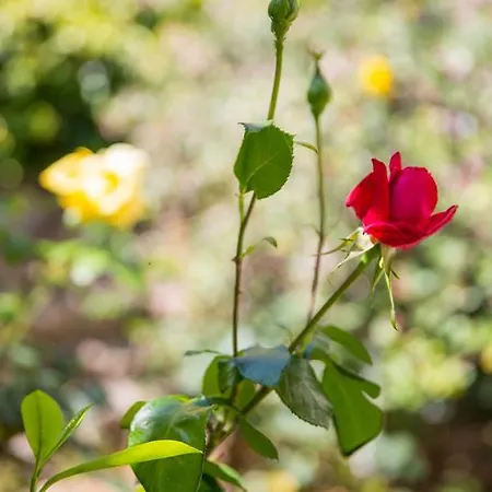 Appartement Karolina