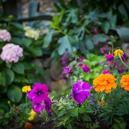 Lägenhet Karolina Dubrovnik